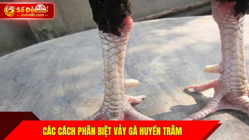 Các cách phân biệt vảy gà huyền trâm