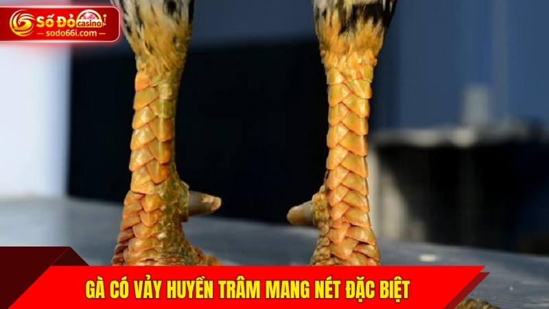 Gà có vảy huyền trâm mang nét đặc biệt