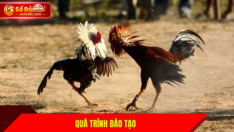 Quá trình đào tạo
