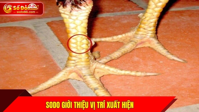 SODO giới thiệu vị trí xuất hiện