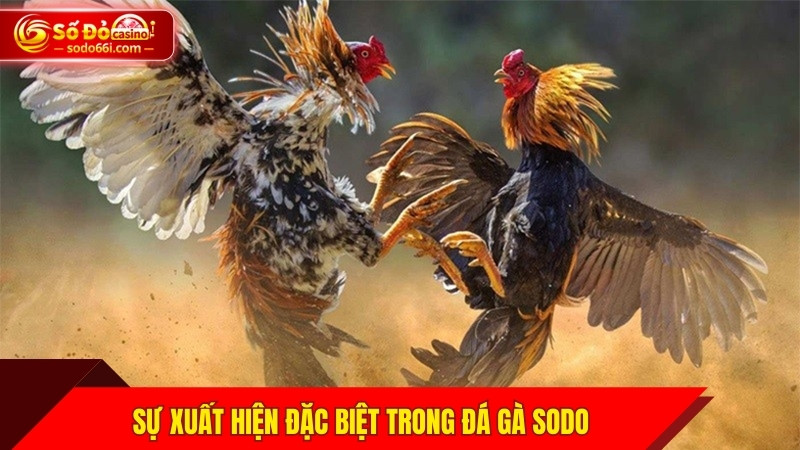 Sự xuất hiện đặc biệt trong đá gà SODO