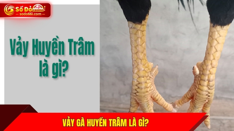Vảy gà huyền trâm là gì?
