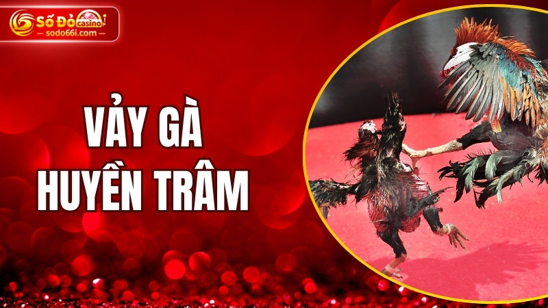 Vảy gà huyền trâm