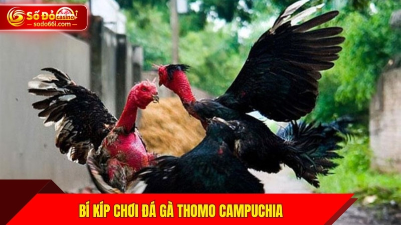 Bí kíp chơi đá gà Thomo Campuchia