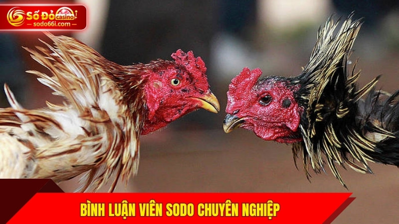 Bình luận viên SODO chuyên nghiệp