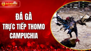 Đá gà trực tiếp Thomo Campuchia
