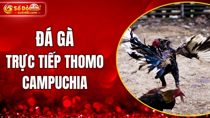 Đá gà trực tiếp Thomo Campuchia