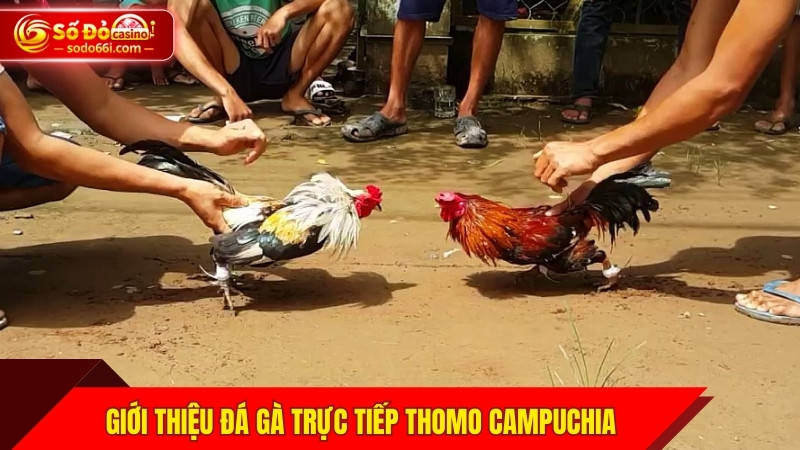 Tổng quan đá gà trực tiếp Thomo Campuchia