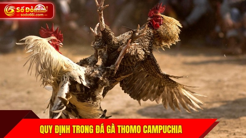 Quy định trong đá gà Thomo Campuchia